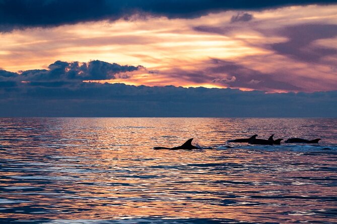Sunset Dolphin Watching with Marine Biologists - Key points to know before you book