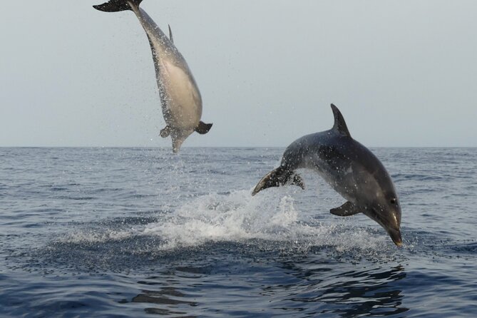 Sunset Dolphin Watching with Marine Biologists - Meeting in Faro and entering Ria Formosa