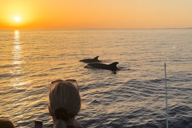 Sunset Dolphin Watching with Marine Biologists - The dolphins and whales you might see