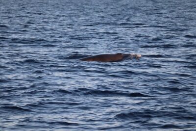 Sunset Dolphin Watching with Marine Biologists