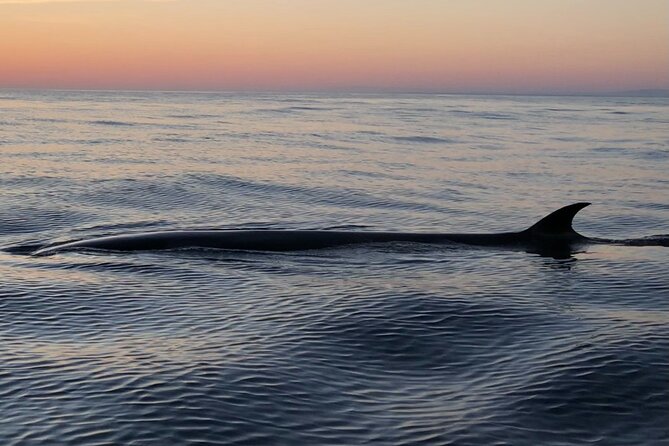 Sunset Dolphin Watching with Marine Biologists - Learning from Pedro, Diego, and the marine team