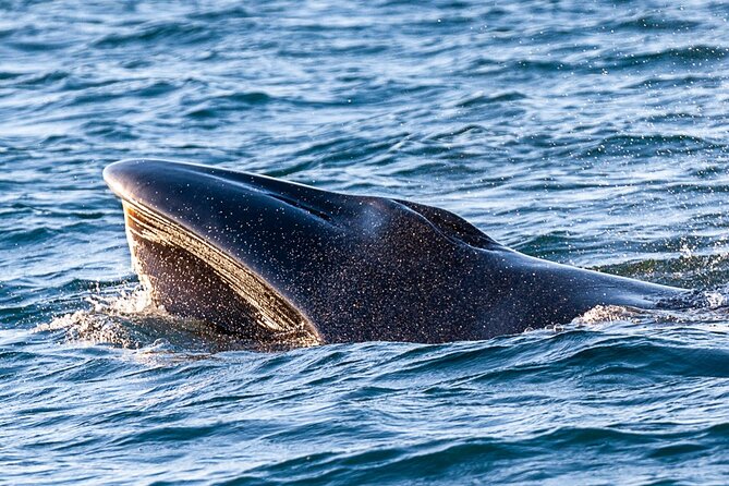 Sunset Dolphin Watching with Marine Biologists - What the private format means