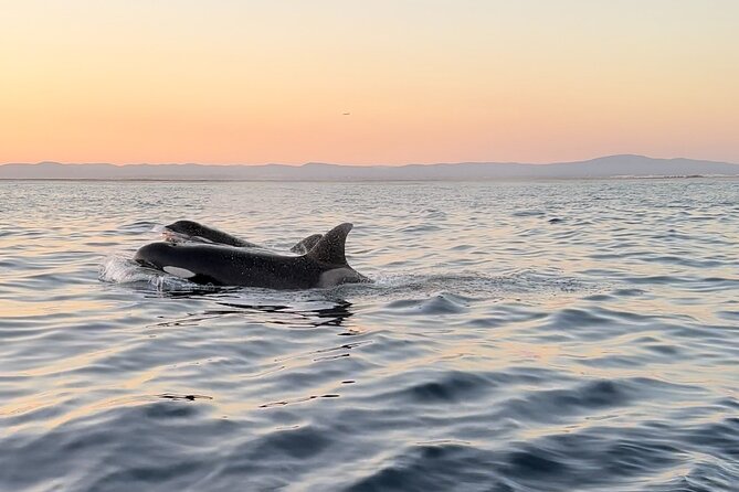 Sunset Dolphin Watching with Marine Biologists - Price, timing, and what you need to bring
