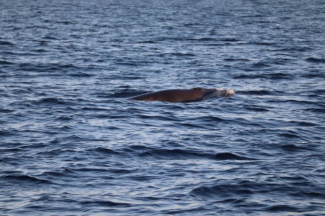 Sunset Dolphin Watching with Marine Biologists - From sheltered waterways to the Atlantic