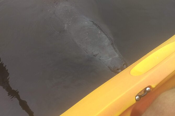 Sunset kayaking tour at Manatee Cove with Manatee & Dolphin sightings - Why Manatee Cove works so well at sunset