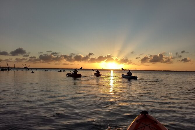 Sunset kayaking tour at Manatee Cove with Manatee & Dolphin sightings - Paddling through mangroves and coastal habitat