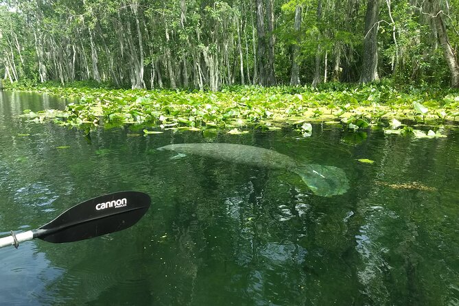 Sunset kayaking tour at Manatee Cove with Manatee & Dolphin sightings - What $55 buys you