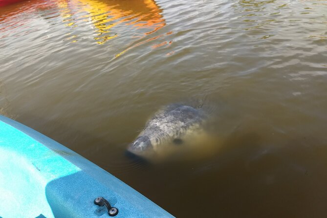 Sunset kayaking tour at Manatee Cove with Manatee & Dolphin sightings - Booking details and weather plans
