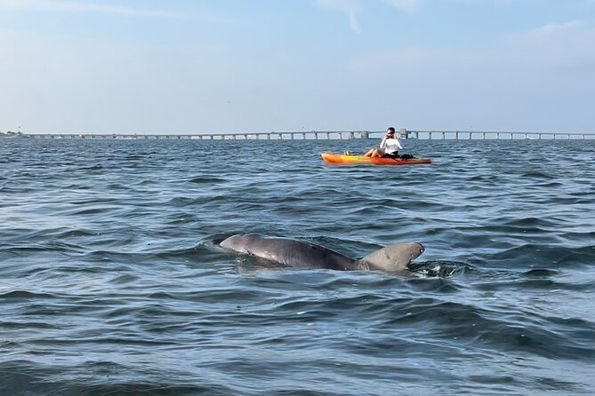 Sunset Kayaking with Dolphins - Why the dolphins make this Bradenton tour special