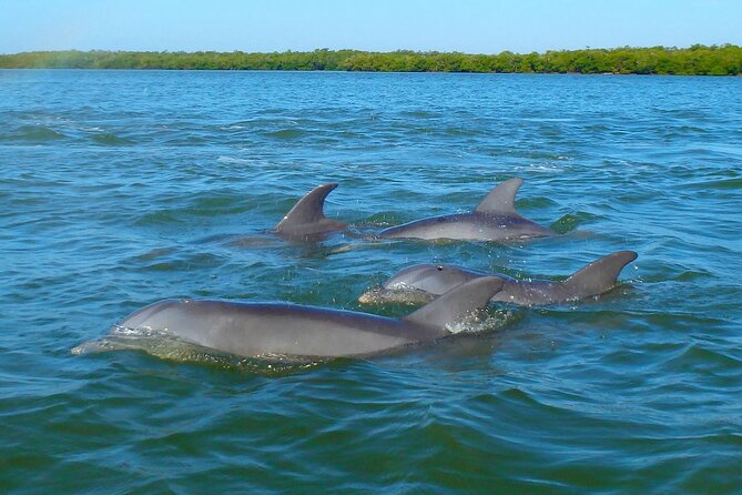 Sunset Kayaking with Dolphins - Sunset timing and the best parts of the scenery