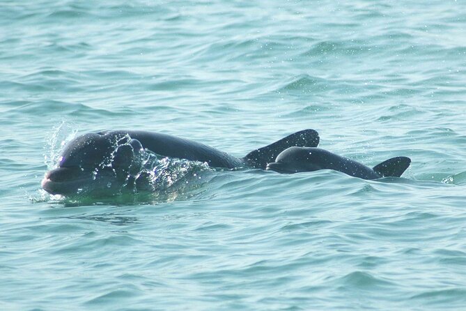 Sunset Kayaking with Dolphins - The guides are a major part of the experience