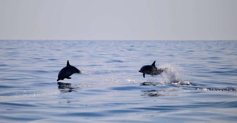 Sunset Tour and Searching Dolphins - Leaving La Sirena for Capo Taormina
