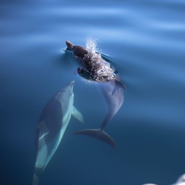 Sunset Tour and Searching Dolphins - Isola Bella, the Blue Grotto, and a Sicilian aperitif