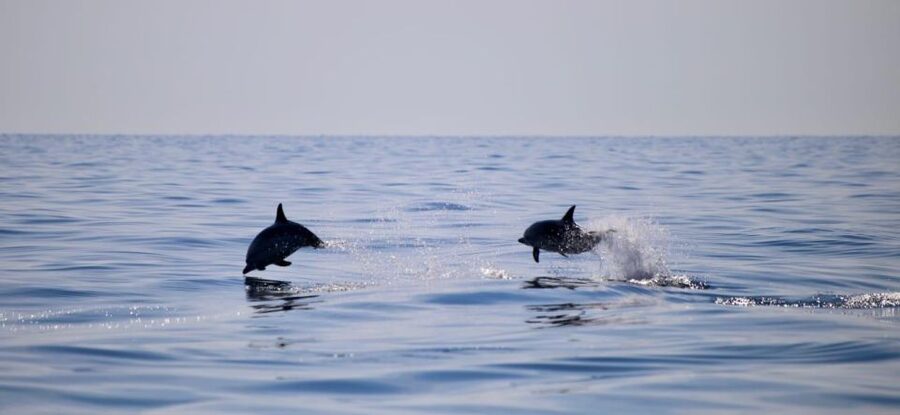 Sunset Tour and Searching Dolphins - Language, cancellation, and meeting details