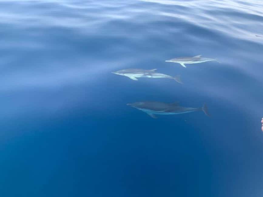 Sunset tour in search of dolphins with aperitif - Key points to know before booking
