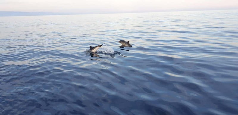 Sunset tour in search of dolphins with aperitif - Why this boat trip works so well