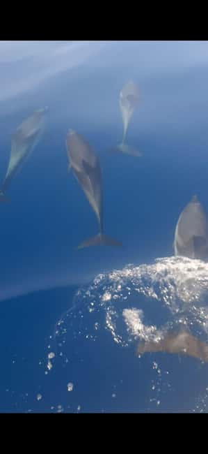 Sunset tour in search of dolphins with aperitif - Naxos Bay and the first coastal views