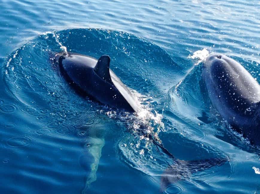 Sunset tour in search of dolphins with aperitif - Sunset, music, and the ride back