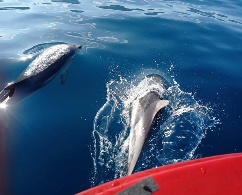Sunset tour in search of dolphins with aperitif - Is $53 a fair price?