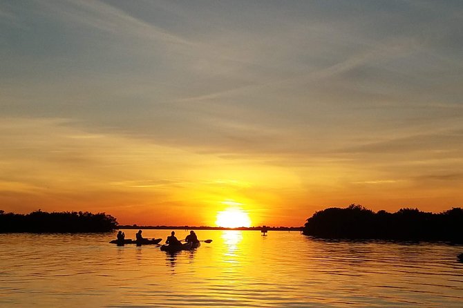Sunset Tour Mangrove, Dolphins, Manatee #1 Rated in Cocoa Beach - Why the mangrove tunnels make this Cocoa Beach trip special