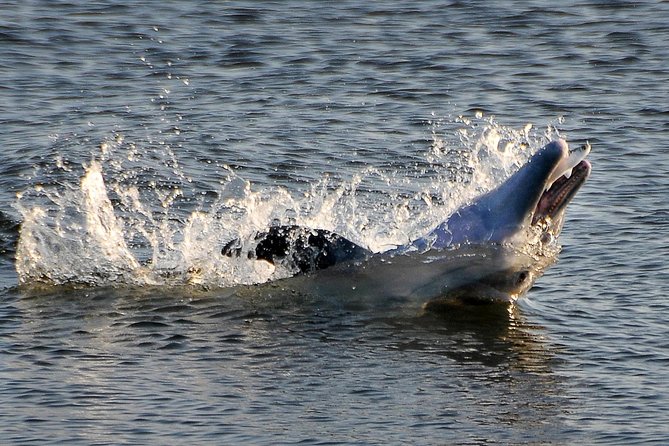 Sunset Tour Mangrove, Dolphins, Manatee #1 Rated in Cocoa Beach - Dolphins, manatees, and the reality of wildlife timing