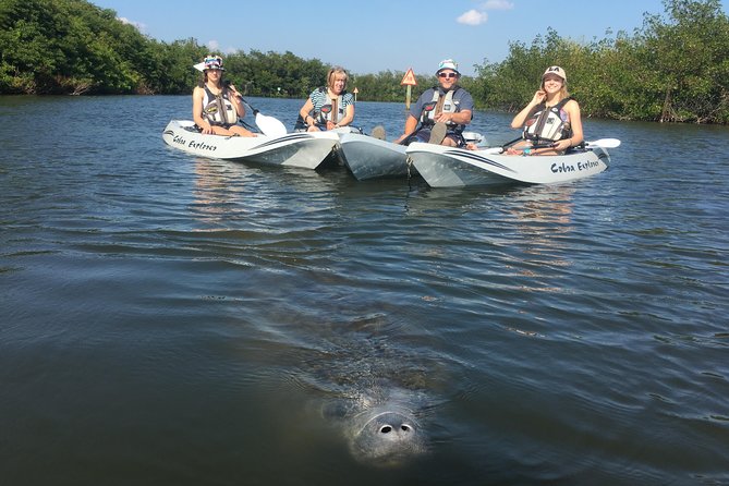 Sunset Tour Mangrove, Dolphins, Manatee #1 Rated in Cocoa Beach - The guides shape the experience