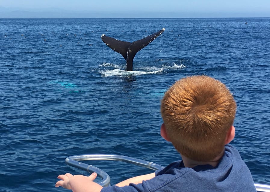 Superior 2hr Private Whale & Dolphin Watching Newport Beach - Leaving from Newport Beach’s Bay Front