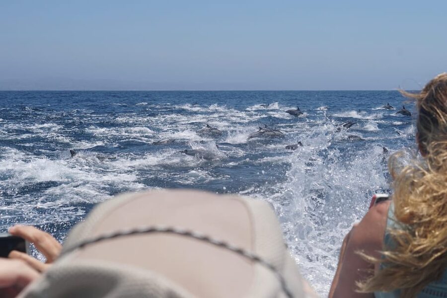 Superior 2hr Private Whale & Dolphin Watching Newport Beach - The Seakeeper system and seasickness
