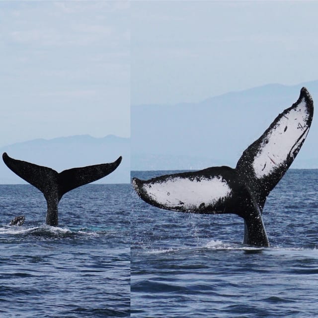 Superior 2hr Private Whale & Dolphin Watching Newport Beach - Searching for dolphins and whales offshore
