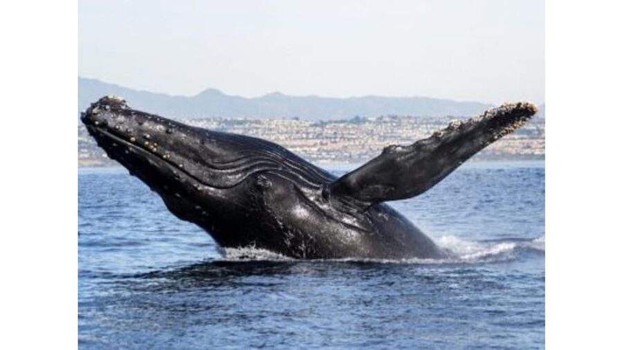 Superior 2hr Private Whale & Dolphin Watching Newport Beach - What to bring for two hours on the water