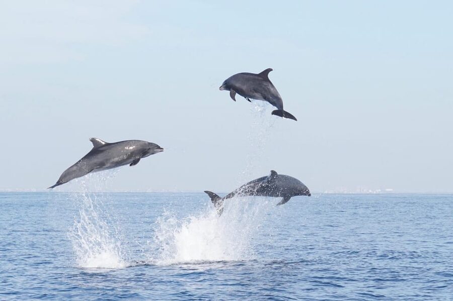 Superior 2hr Private Whale & Dolphin Watching Newport Beach - What the 26-foot catamaran changes