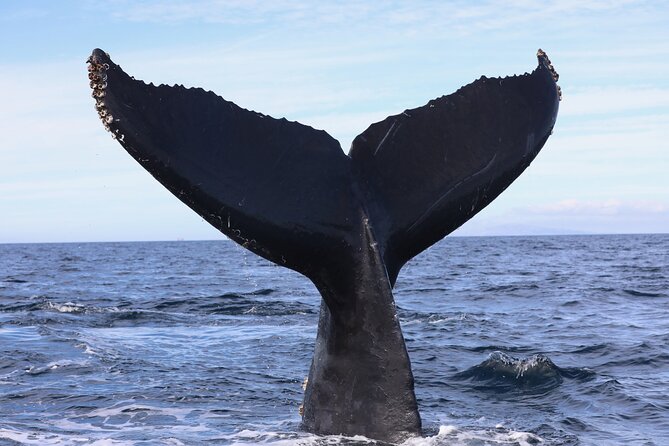 Supreme 2hr Whale/Dolphin Watching Newport Beach, 6 person max - Why the six-person boat changes the outing