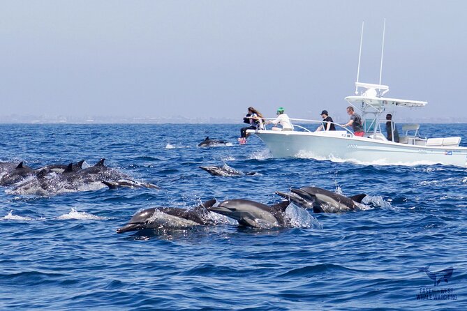 Supreme 2hr Whale/Dolphin Watching Newport Beach, 6 person max - Making sense of the $119 price