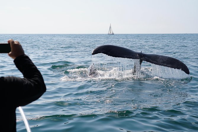 Supreme 2hr Whale/Dolphin Watching Newport Beach, 6 person max - Balboa Island after the cruise