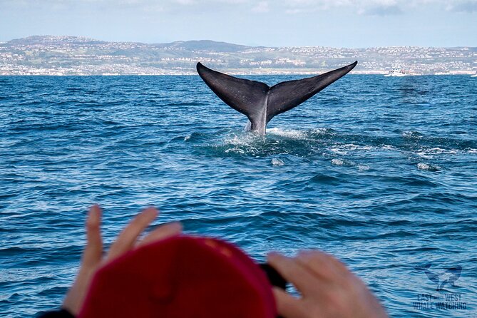 Supreme 2hr Whale/Dolphin Watching Newport Beach, 6 person max - Sailing from Newport Beach at sunset