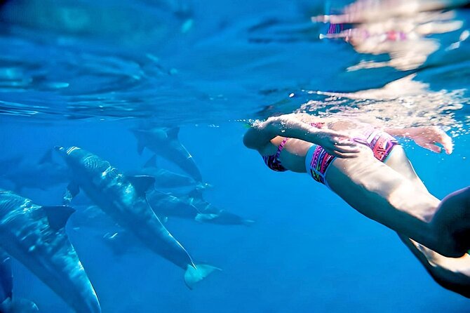 Swim and Paddle Board with Wild Dolphin Pods in Puerto Vallarta - Key points at a glance