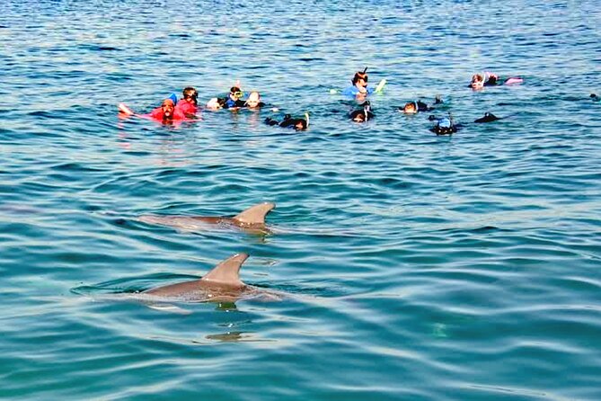 Swim and Paddle Board with Wild Dolphin Pods in Puerto Vallarta - Meeting the dolphins on their terms