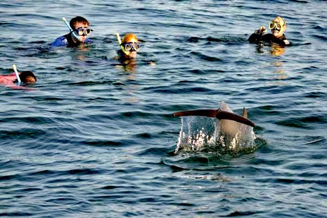 Swim and Paddle Board with Wild Dolphin Pods in Puerto Vallarta - Towable boards add motion, with a tradeoff