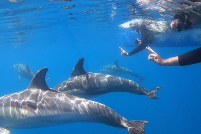 Swim and Paddle Board with Wild Dolphin Pods in Puerto Vallarta - The four-hour schedule begins at Los Muertos Beach Pier