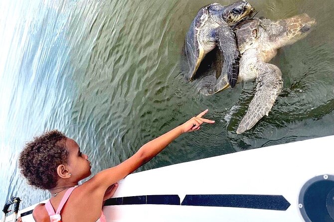 Swim and Paddle Board with Wild Dolphin Pods in Puerto Vallarta - Whale sightings can change the character of the trip