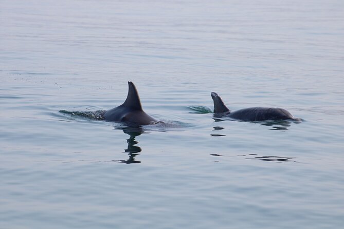 Swim and Paddle Board with Wild Dolphin Pods in Puerto Vallarta - What the private format is really worth