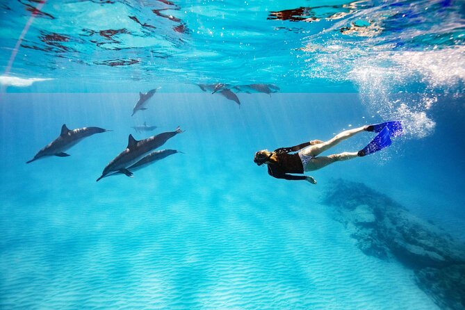 Swim with Dolphin Boat Trip with Snorkeling and Transfer Hurghada - Swimming with dolphins in open water