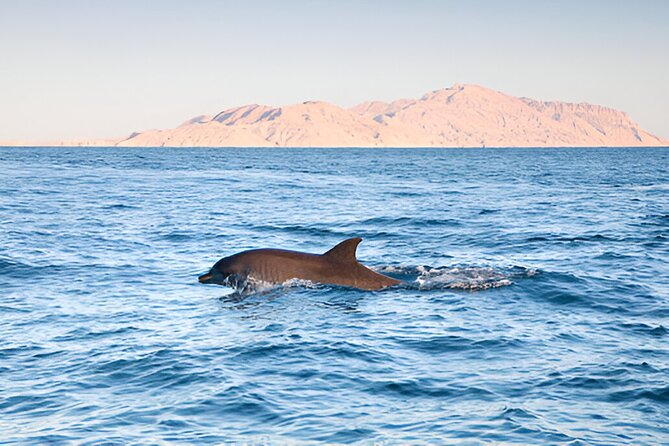 Swim with Dolphin Boat Trip with Snorkeling and Transfer Hurghada - Two Red Sea snorkeling sites