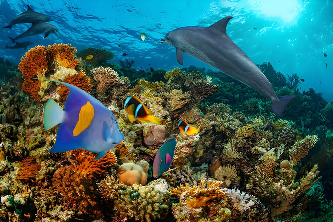 Swim with Dolphin Boat Trip with Snorkeling and Transfer Hurghada - What a group of up to 30 feels like
