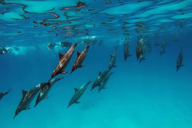 Swim with Dolphin Boat Trip with Snorkeling and Transfer Hurghada - Is $17 good value?