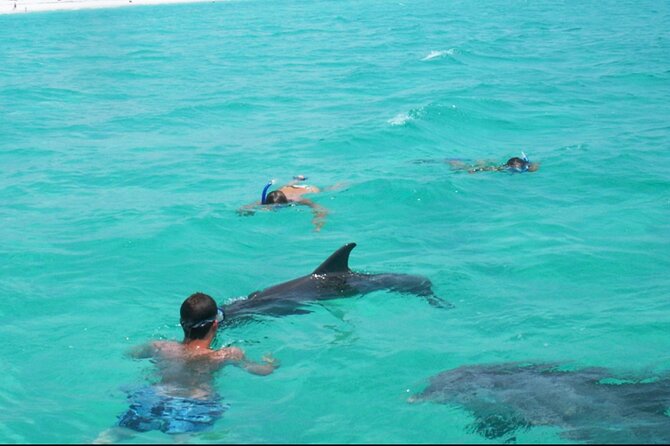 Swim with Dolphins And Snorkeling Group Tour - A two-hour search for dolphins in Panama City Beach