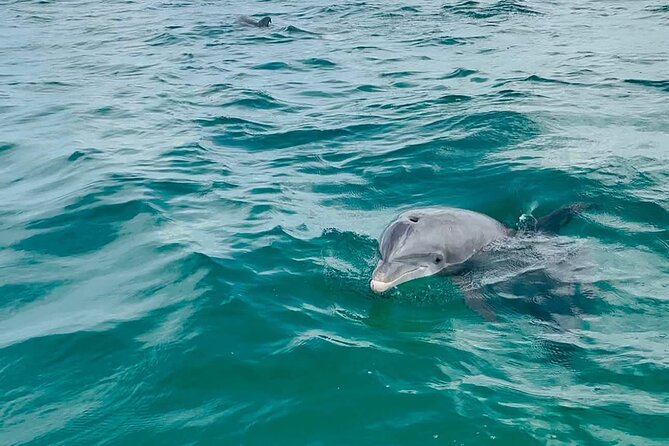 Swim with Dolphins And Snorkeling Group Tour - Shell Island brings a change of pace