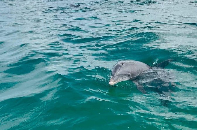 Swim with Dolphins And Snorkeling Group Tour - Weather, cancellation, and timing