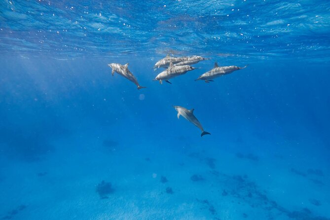 Swim With Dolphins at Dolphin House With Lunch - Hurghada - Why Dolphin House is the main event