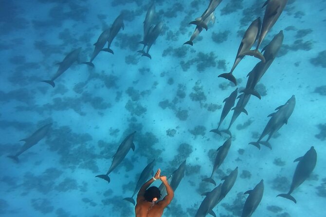 Swim With Dolphins at Dolphin House With Lunch - Hurghada - Dolphin House and the first snorkeling stop